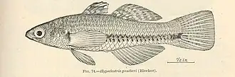Hypseleotris guentheri