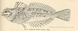 Oligocottus snyderi