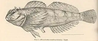 Clinocottus recalvus