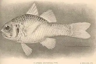 Apogon erythrinus