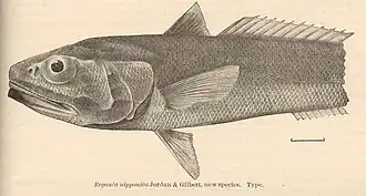 Bathygadus nipponicus