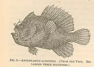 Antennatus dorehensis