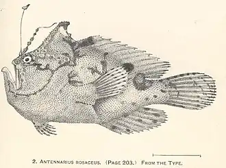 Antennatus rosaceus