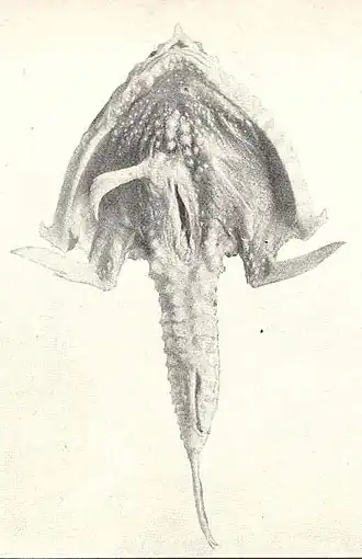 Malthopsis annulifera