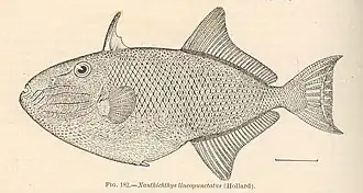 Xanthichthys lineopunctatus