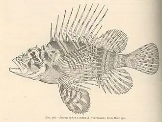Pterois sphex