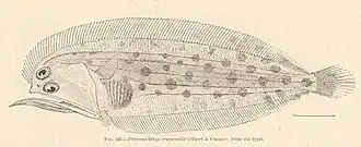 Chascanopsetta crumenalis