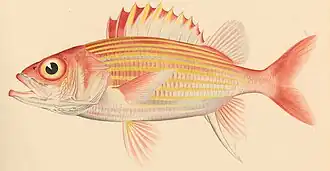 Neoniphon aurolineatus