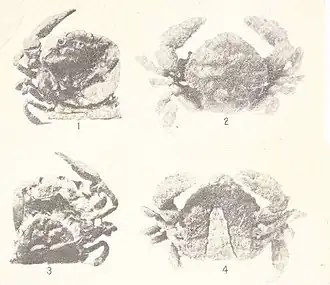 Pinnotheres shoemakeri