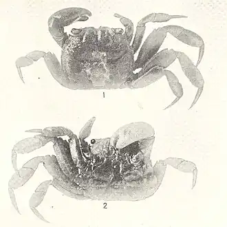 Glyptograpsus impressus