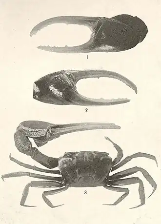 Uca (Minuca) brevifrons