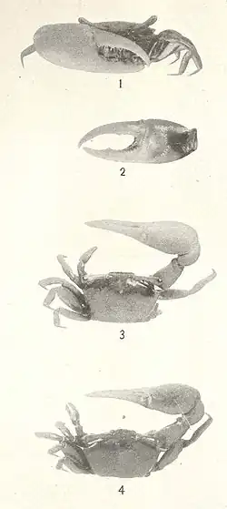 Uca (Leptuca) helleri