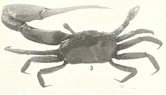 Uca (Leptuca) stenodactylus
