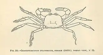 Chasmocarcinus cylindricus
