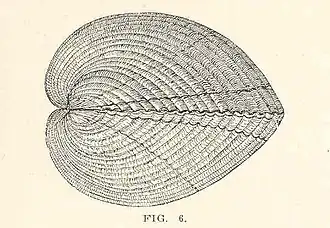 Clinocardium nuttallii