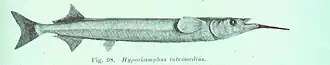 Hyporhamphus intermedius