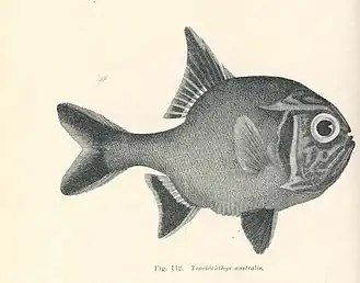 Trachichthys australis