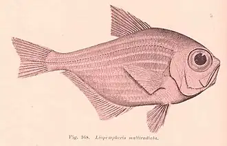 Pempheris multiradiata
