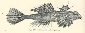 Foetorepus calauropomus