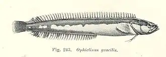 Ophiclinus gracilis