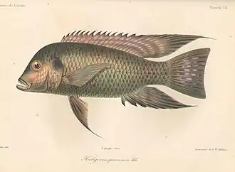 Tilapia guineensis