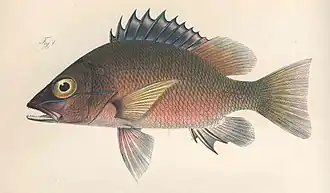 Lutjanus goreensis