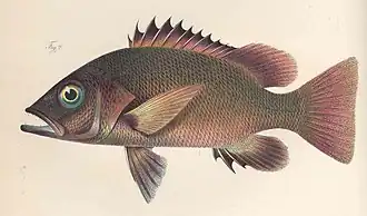 Lutjanus endecacanthus