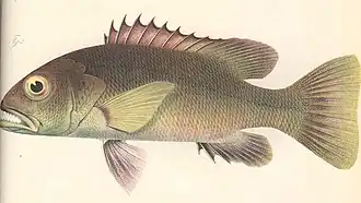 Lutjanus dentatus