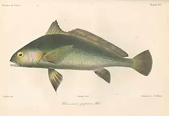 Pseudotolithus epipercus
