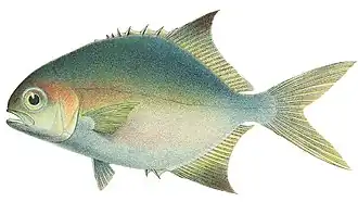 Trachinotus goreensis