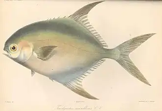 Trachinotus maxillosus