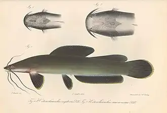 Heterobranchus isopterus