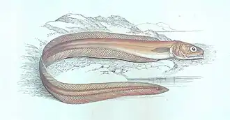 Echiodon drummondii