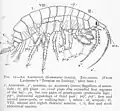 Gammarus locusta, Freshwater and Marine Image Bank van de University of Washington.