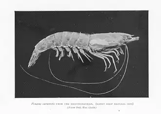 Melicertus kerathurus