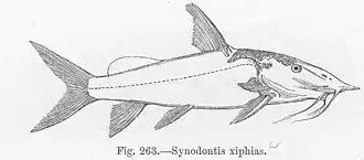 Synodontis xiphias