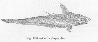 Coilia mystus