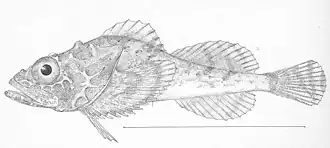 Dasycottus setiger