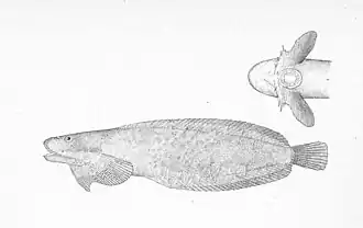 Liparis cyclopus