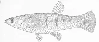 Poeciliopsis presidionis