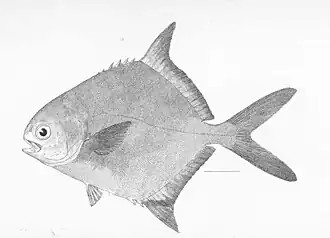 Trachinotus kennedyi