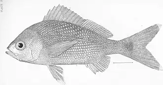 Haemulon flaviguttatum