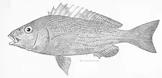 Orthopristis reddingi