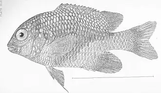 Microspathodon bairdii