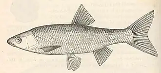 Squalius svallize