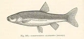 Phoxinellus alepidotus