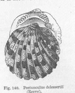 Axinactis delessertii