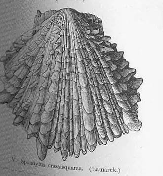 Spondylus crassisquama