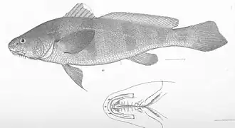 Paralonchurus goodei