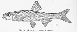 Notropis telescopus